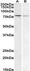 CREB Regulated Transcription Coactivator 2 antibody, orb107649, Biorbyt, Western Blot image 