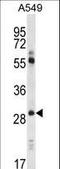 Claudin 1 antibody, LS-C100053, Lifespan Biosciences, Western Blot image 