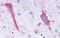 Trace Amine Associated Receptor 9 (Gene/Pseudogene) antibody, GTX13402, GeneTex, Immunohistochemistry paraffin image 