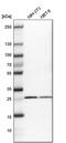 Small nuclear ribonucleoprotein-associated protein N antibody, PA5-51941, Invitrogen Antibodies, Western Blot image 