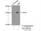 Epstein-Barr Virus Induced 3 antibody, 12371-1-AP, Proteintech Group, Immunoprecipitation image 