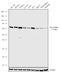 Neurofibromin 2 antibody, 702466, Invitrogen Antibodies, Western Blot image 