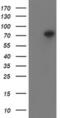 Peptidyl Arginine Deiminase 4 antibody, MA5-25986, Invitrogen Antibodies, Western Blot image 