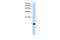 Basic Leucine Zipper ATF-Like Transcription Factor 2 antibody, PA5-43094, Invitrogen Antibodies, Western Blot image 