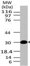 High Mobility Group Box 1 antibody, MBS668006, MyBioSource, Western Blot image 