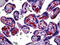 Fibroblast Growth Factor 1 antibody, 51-703, ProSci, Immunohistochemistry paraffin image 