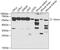 Non-POU Domain Containing Octamer Binding antibody, GTX54596, GeneTex, Western Blot image 