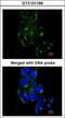 SLK antibody, GTX101189, GeneTex, Immunocytochemistry image 