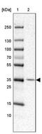 IBR domain-containing protein 1 antibody, PA5-56203, Invitrogen Antibodies, Western Blot image 