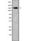 Slit Guidance Ligand 3 antibody, abx218654, Abbexa, Western Blot image 