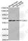 Forkhead Box G1 antibody, A3223, ABclonal Technology, Western Blot image 