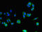 Calsyntenin 2 antibody, LS-C397458, Lifespan Biosciences, Immunofluorescence image 