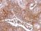 Chymotrypsin Like Elastase 3A antibody, NBP2-14946, Novus Biologicals, Immunohistochemistry frozen image 