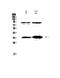 Interleukin 33 antibody, PA5-79499, Invitrogen Antibodies, Western Blot image 