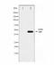 Actin Alpha 2, Smooth Muscle antibody, LS-C416375, Lifespan Biosciences, Western Blot image 