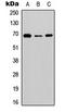 Solute Carrier Family 6 Member 12 antibody, LS-C354301, Lifespan Biosciences, Western Blot image 