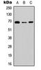 Sodium- and chloride-dependent betaine transporter antibody, LS-C354301, Lifespan Biosciences, Western Blot image 