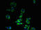 Solute Carrier Family 30 Member 6 antibody, LS-C399141, Lifespan Biosciences, Immunofluorescence image 