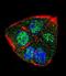 Intraflagellar Transport 88 antibody, LS-B9610, Lifespan Biosciences, Immunofluorescence image 