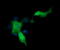 Mitogen-Activated Protein Kinase Kinase 1 antibody, LS-C337970, Lifespan Biosciences, Immunofluorescence image 