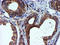 Tubulin Alpha Like 3 antibody, TA503908, Origene, Immunohistochemistry frozen image 