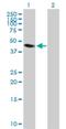Endonuclease 8-like 1 antibody, H00079661-B01P, Novus Biologicals, Western Blot image 