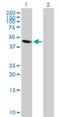 Nei Like DNA Glycosylase 1 antibody, H00079661-B01P, Novus Biologicals, Western Blot image 