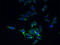 Transmembrane Protein 44 antibody, LS-C370448, Lifespan Biosciences, Immunofluorescence image 