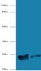 Mitochondrial Ribosomal Protein L58 antibody, MBS1488656, MyBioSource, Western Blot image 