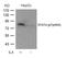 Signal Transducer And Activator Of Transcription 4 antibody, 79-124, ProSci, Western Blot image 