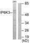 Inositol Hexakisphosphate Kinase 3 antibody, LS-C119216, Lifespan Biosciences, Western Blot image 