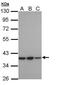 G Protein-Coupled Receptor Class C Group 5 Member A antibody, PA5-28738, Invitrogen Antibodies, Western Blot image 