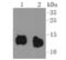 Cytochrome C, Somatic antibody, NBP2-67558, Novus Biologicals, Western Blot image 