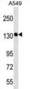 PDS5 Cohesin Associated Factor A antibody, abx028821, Abbexa, Western Blot image 