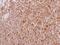 Spleen Associated Tyrosine Kinase antibody, NBP1-32945, Novus Biologicals, Immunohistochemistry frozen image 