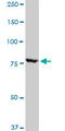 Ribosomal Protein S6 Kinase A1 antibody, LS-C139180, Lifespan Biosciences, Western Blot image 