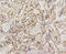 Caveolin 1 antibody, 13-796, ProSci, Immunohistochemistry frozen image 