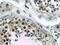 General Transcription Factor IIA Subunit 1 antibody, 21381-1-AP, Proteintech Group, Immunohistochemistry frozen image 