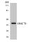 Olfactory Receptor Family 6 Subfamily C Member 70 antibody, LS-C200416, Lifespan Biosciences, Western Blot image 