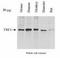Telomeric repeat-binding factor 1 antibody, TA309899, Origene, Western Blot image 