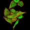 Synapsin I antibody, NBP2-61895, Novus Biologicals, Immunofluorescence image 