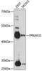 cAMP-dependent protein kinase catalytic subunit gamma antibody, 15-598, ProSci, Western Blot image 