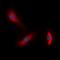 GTPase Era, mitochondrial antibody, orb78308, Biorbyt, Immunofluorescence image 