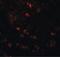 Cell Division Cycle 16 antibody, PA5-20947, Invitrogen Antibodies, Immunofluorescence image 