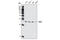 RAS Like Proto-Oncogene A antibody, 3526S, Cell Signaling Technology, Western Blot image 