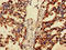 GPR43 antibody, LS-C396418, Lifespan Biosciences, Immunohistochemistry paraffin image 