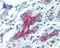 BCL2 Antagonist/Killer 1 antibody, PA5-27093, Invitrogen Antibodies, Immunohistochemistry frozen image 