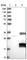 Chromatin Target Of PRMT1 antibody, HPA028647, Atlas Antibodies, Western Blot image 