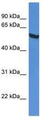 Glucose-6-phosphate isomerase antibody, TA343103, Origene, Western Blot image 