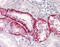 Cathepsin K antibody, 51-445, ProSci, Immunohistochemistry frozen image 